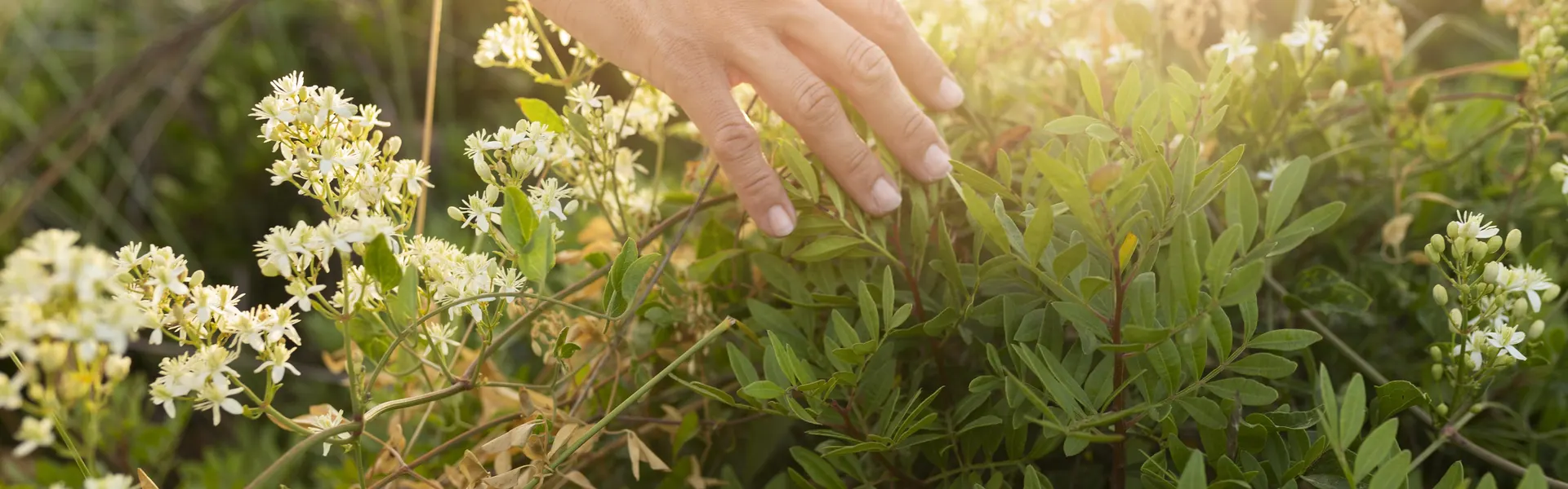 Sanatate din natura, pentru tine si familia ta